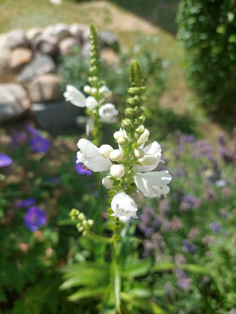 Fleur commune — Bild 1