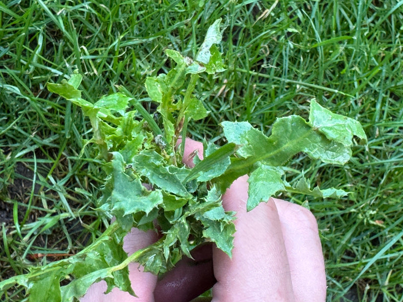 Chardon d'oie végétal — Bild 1