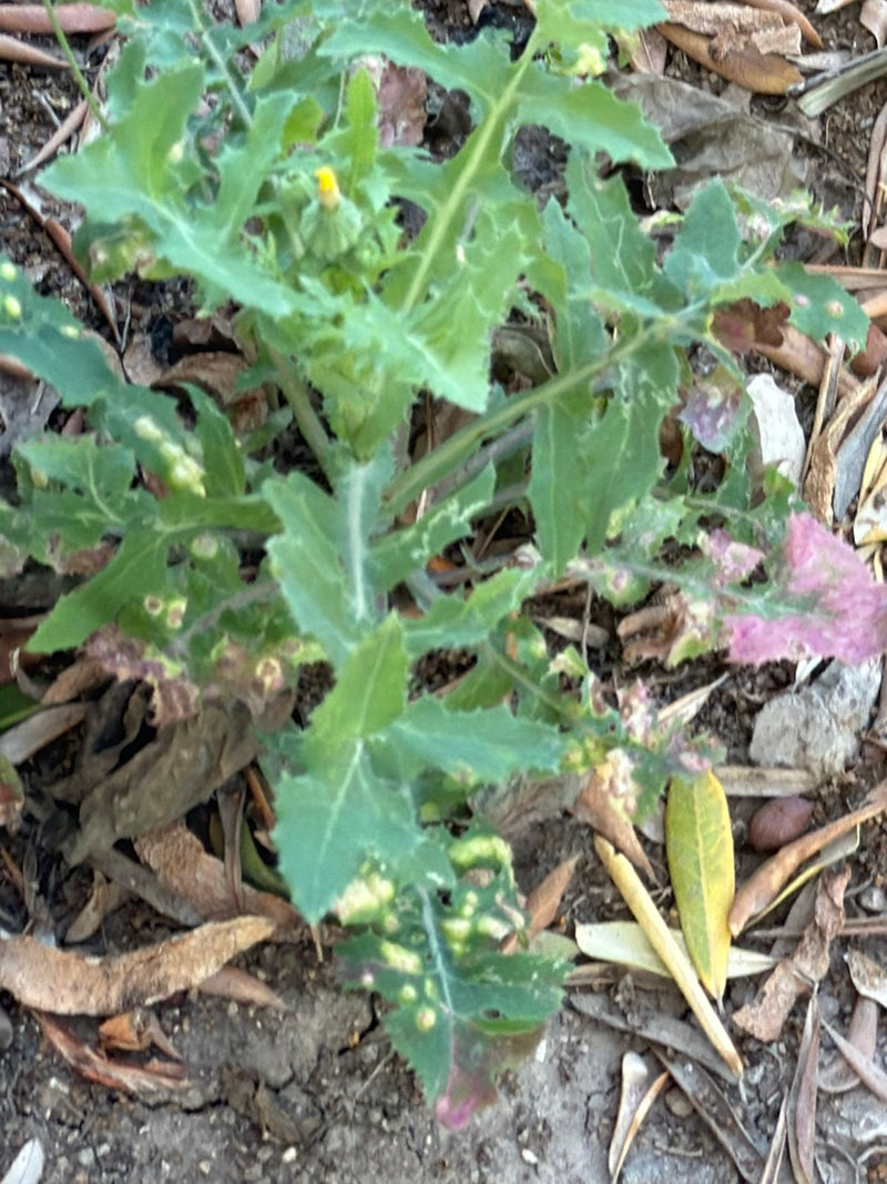 L'image montre un jeune laiteron maraîcher aux feuilles lobées caractéristiques poussant sur le sol. La plante est au centre et entourée de feuilles mortes.