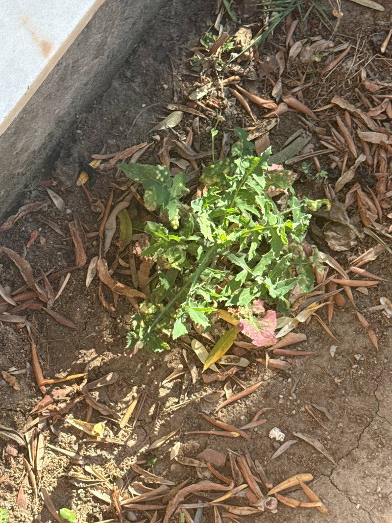 Un jeune laiteron maraîcher pousse sur un sol sec recouvert de feuilles mortes. Les feuilles lobées typiques sont bien visibles du dessus.