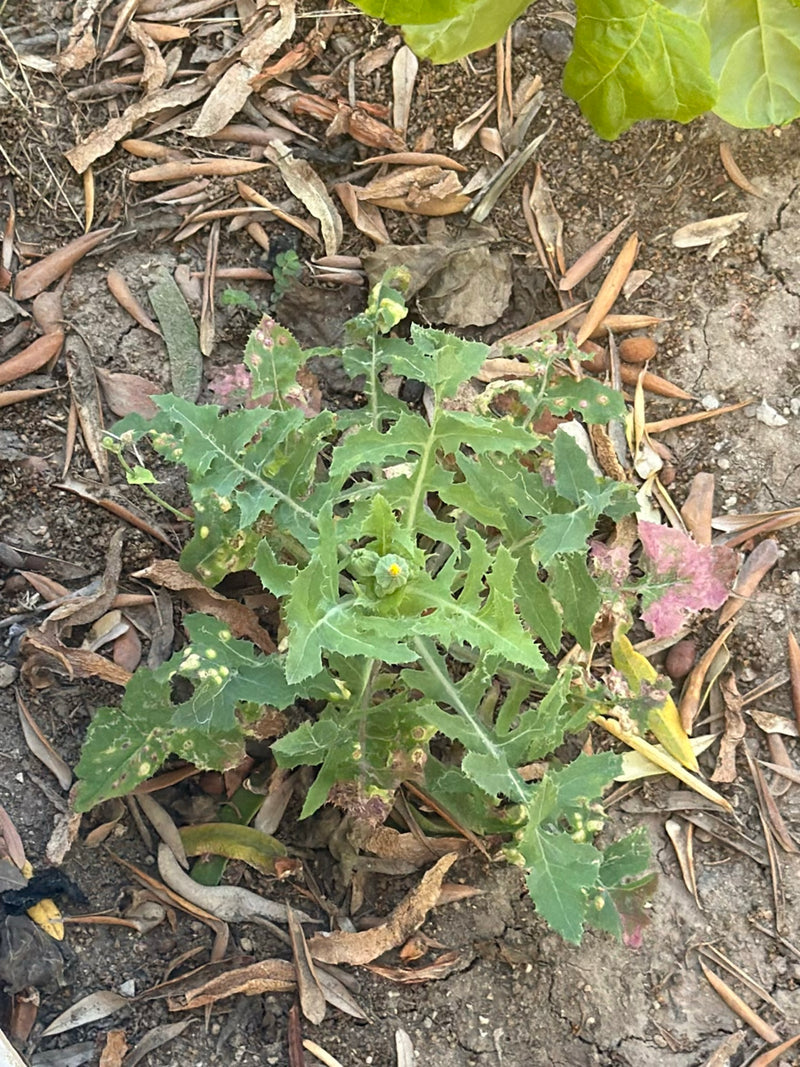 Un jeune laiteron potager pousse, vu du dessus, sur un sol sec parsemé de débris de feuilles. Les feuilles vertes et dentelées de la plante sont bien visibles.