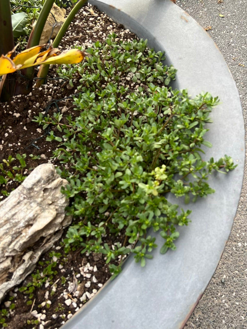 Purslane — Bild 2