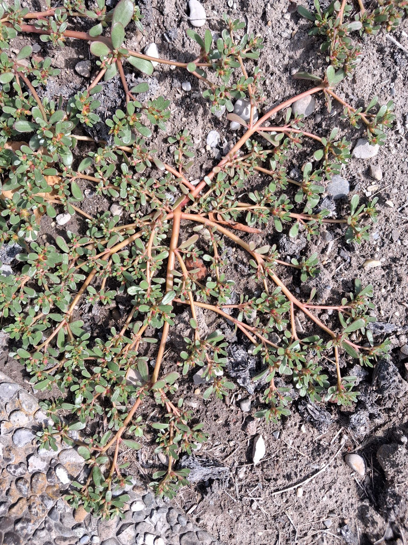 On voit un jeune plant de pourpier poussant à plat sur un sol aride. Ses tiges rougeâtres se ramifient en étoile et portent de petites feuilles charnues.