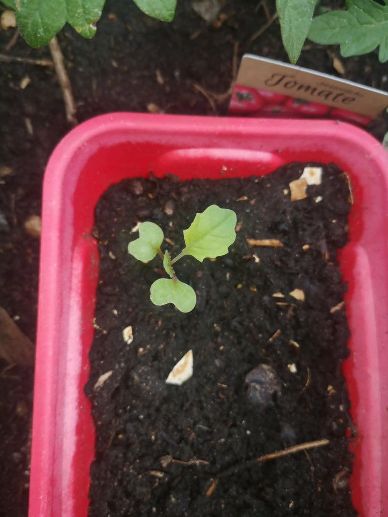 Pousse de fleur — Bild 1