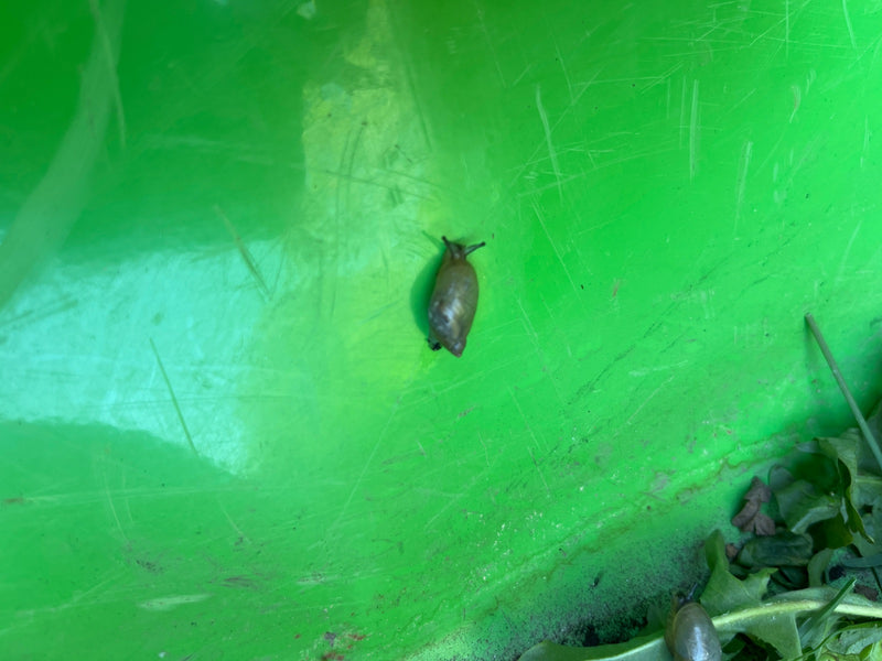 Escargot ambré commun — Bild 1