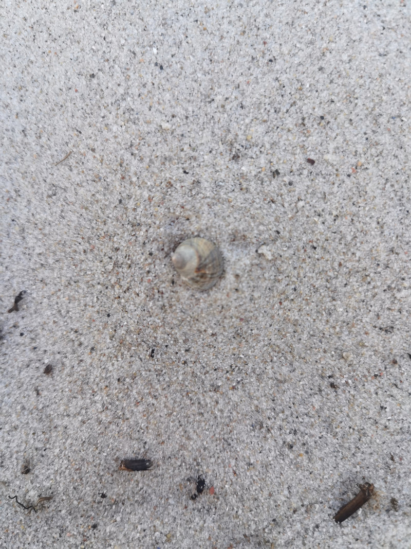 Escargot ambré commun — Bild 1