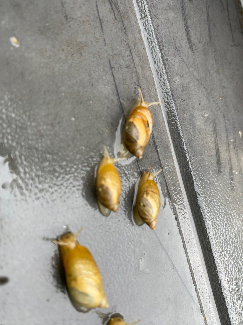 Escargot ambré commun — photo 2 sur 3