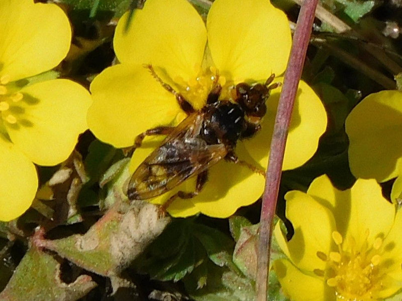Mouche à tête bulle commune — Bild 1
