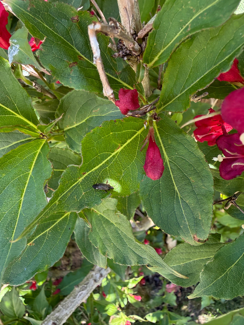 Punaise des fleurs commune — Bild 2