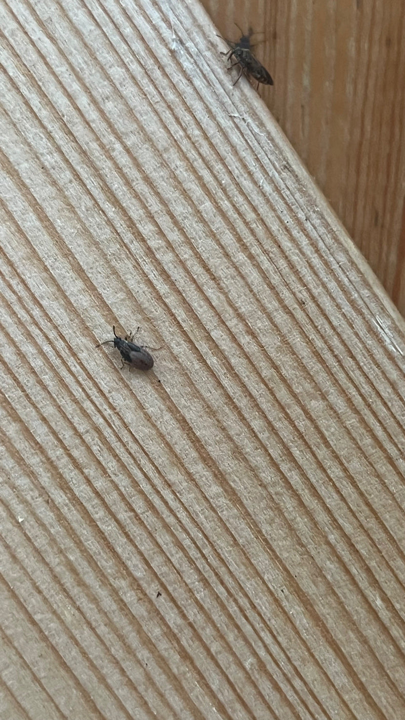 Deux punaises Rhyparochromus vulgaris sont posées sur une surface en bois texturée. Elles restent immobiles sur le bois clair.