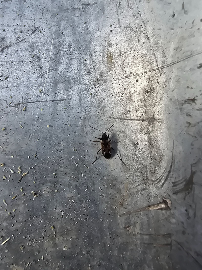 Une punaise des bois commune est assise sur une surface métallique rayée. Elle présente ses marques caractéristiques noires et brunes.