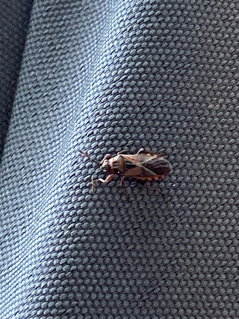 Une punaise des bois commune repose sur une surface en tissu texturé. L'insecte est clairement visible avec ses motifs typiques.