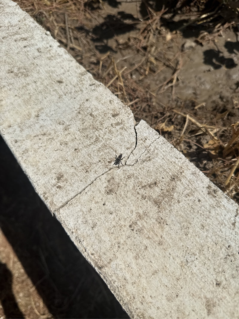 Une petite punaise Rhyparochromus vulgaris marche sur une dalle de béton claire. La vue du dessus montre l'insecte dans son environnement naturel.