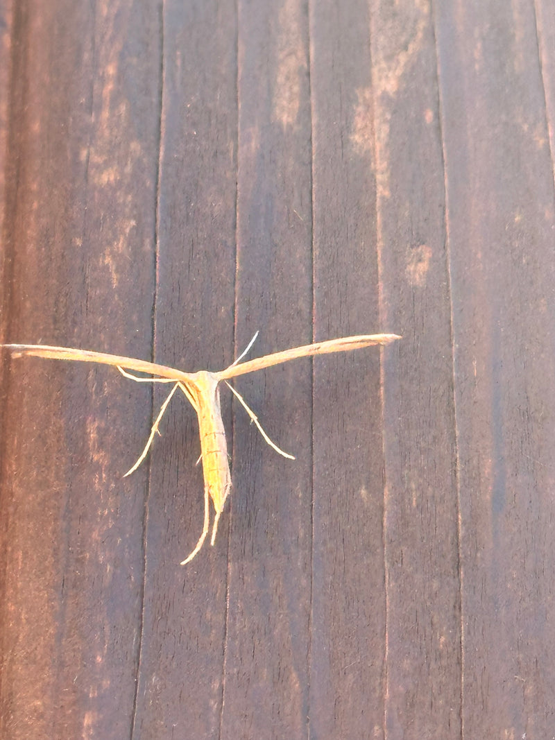 Papillon de plumes commun — Bild 1