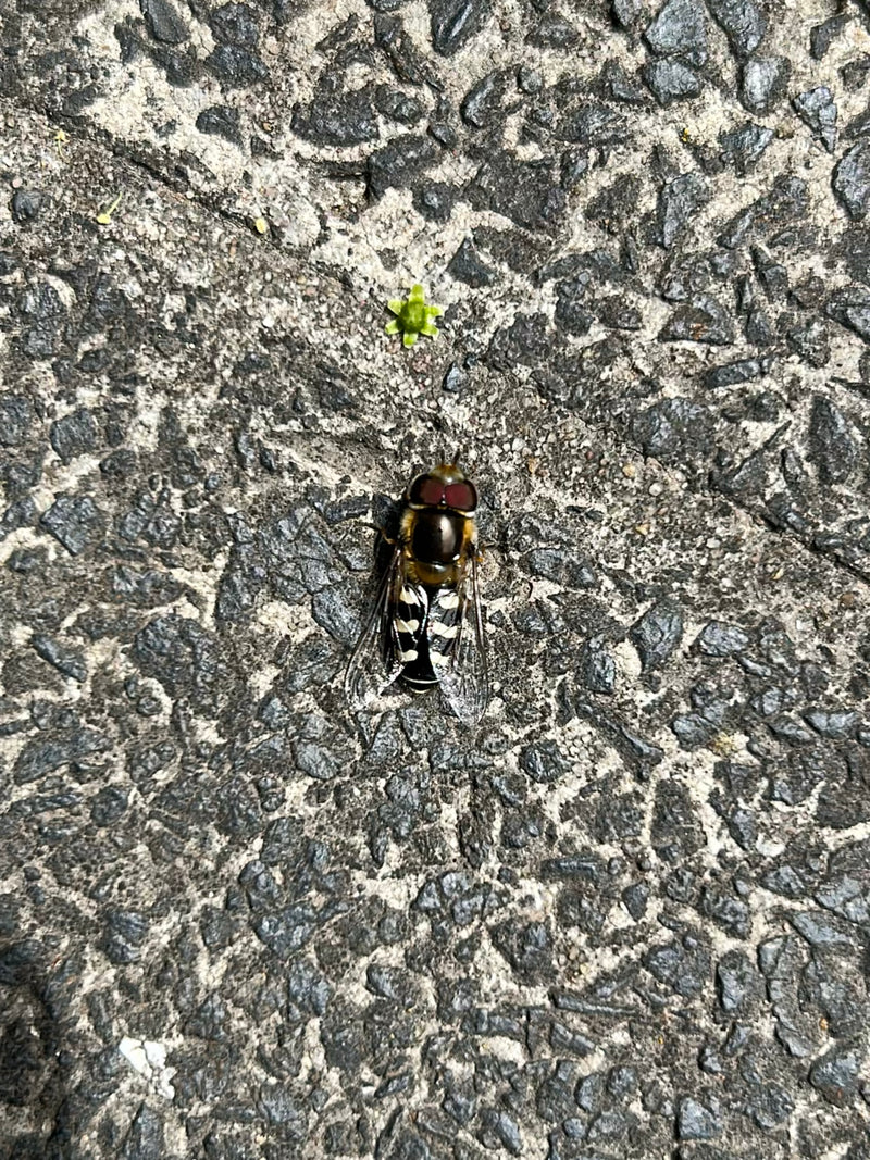 Hoverfly commun des champs — Bild 1