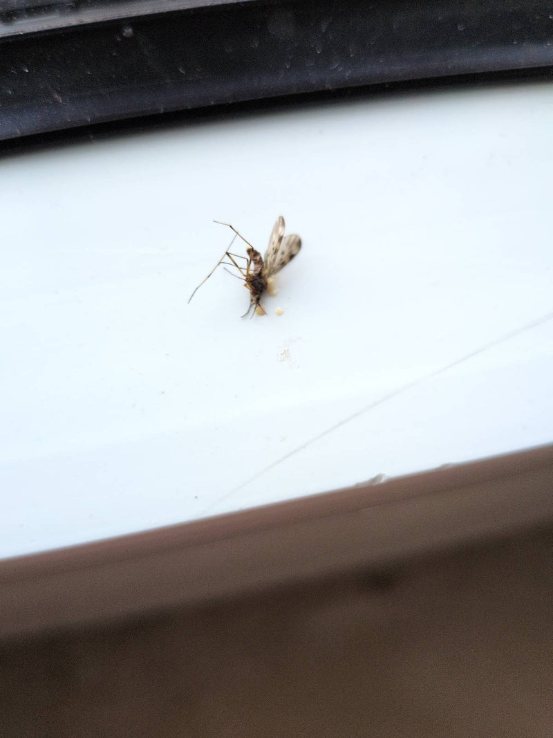 Moustique de fenêtre commun — Bild 1