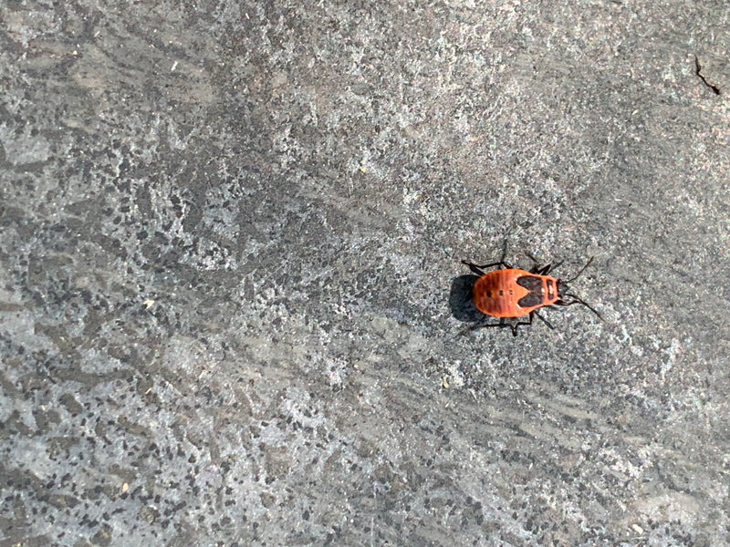 Une nymphe de pyrrhocore est clairement visible posée sur un sol en pierre grise. Elle présente la coloration typique orange et noire de son stade juvénile.