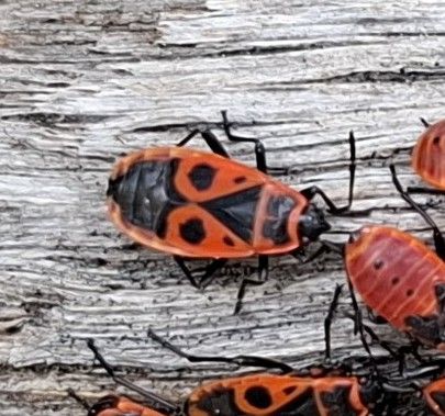 Plusieurs nymphes de gendarme rouges et noires sont clairement visibles sur une surface en bois clair. Les insectes présentent leur motif typique.
