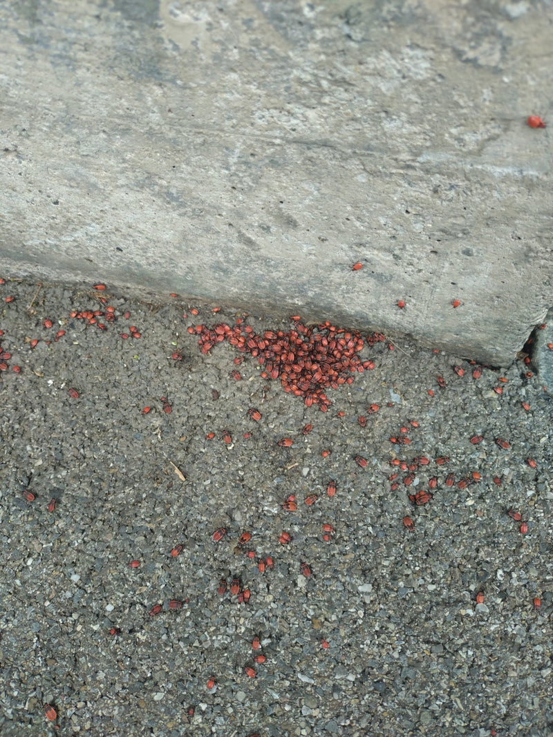 L'image montre un grand rassemblement de pyrhocores serrés sur le sol devant un mur de pierre. De nombreux autres spécimens sont dispersés dans les environs.