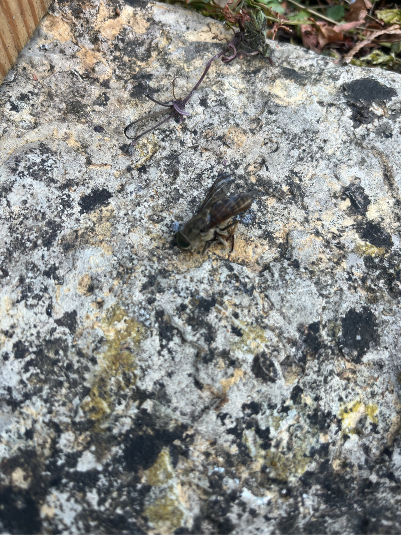 Taon à œil d'or commun — photo 4 sur 19