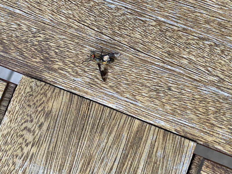 Taon à œil d'or commun — photo 3 sur 19