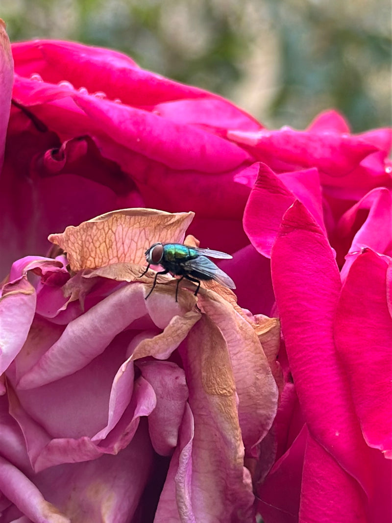 Mouche dorée commune — Bild 3