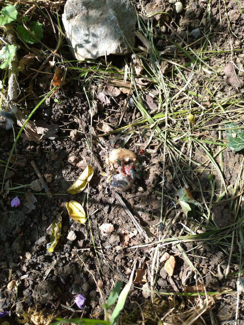 Mouche dorée commune — Bild 1