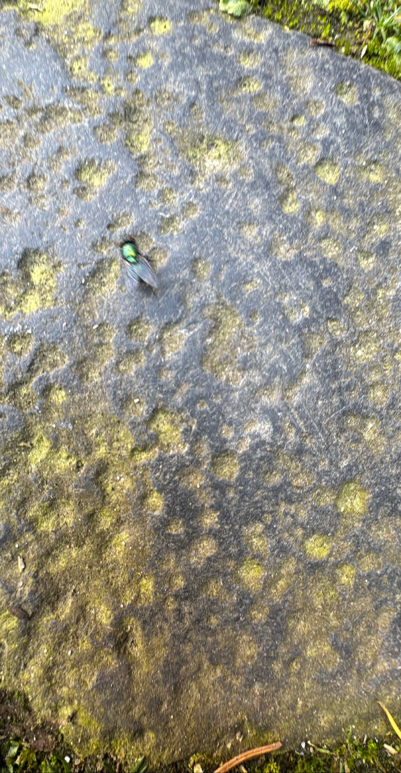 Mouche dorée commune — Bild 1