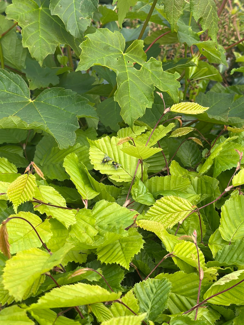 Deux lucilies soyeuses reposent sur une feuille vert clair au milieu d'un feuillage luxuriant. Elles présentent leur coloration métallique caractéristique.
