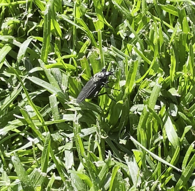 Une mouche de la Saint-Mark noire est assise au milieu de l'herbe verte. L'insecte est bien visible et se repose sur la végétation.
