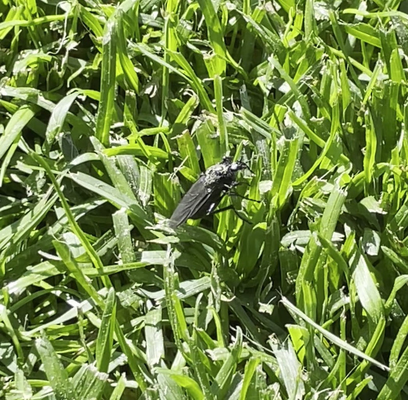 Une mouche de la Saint-Mark noire est assise sur de l'herbe verte. L'insecte est clairement visible.