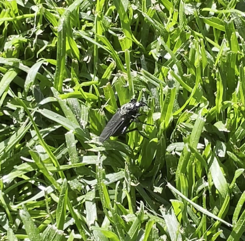 Une mouche de la Saint-Mark noire est assise sur de l'herbe verte. L'insecte est clairement visible parmi les brins d'herbe.