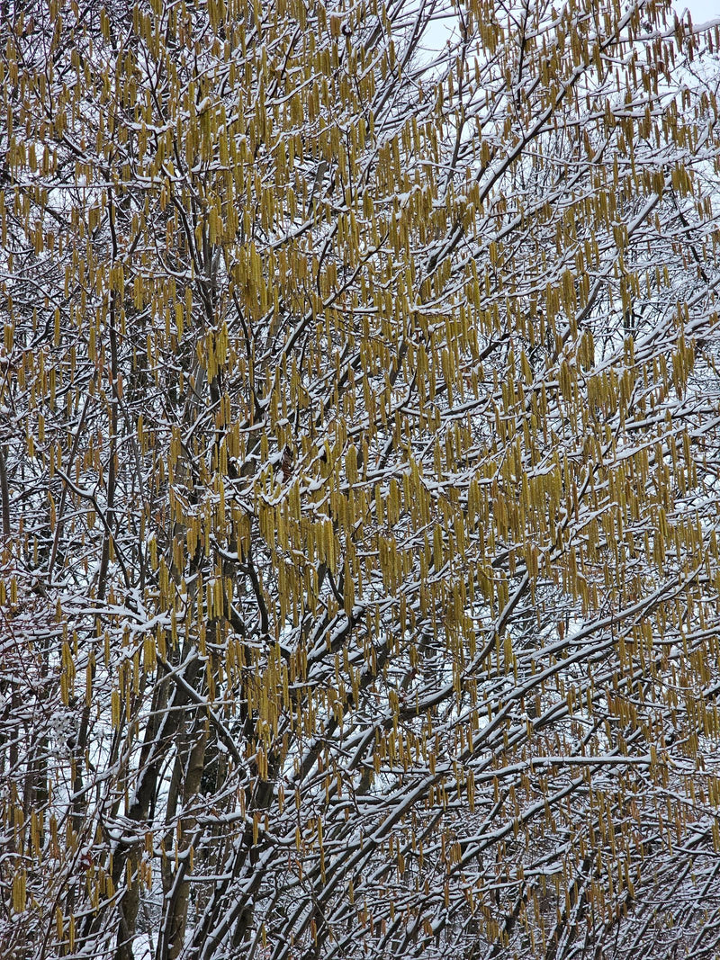 noisette — Bild 1