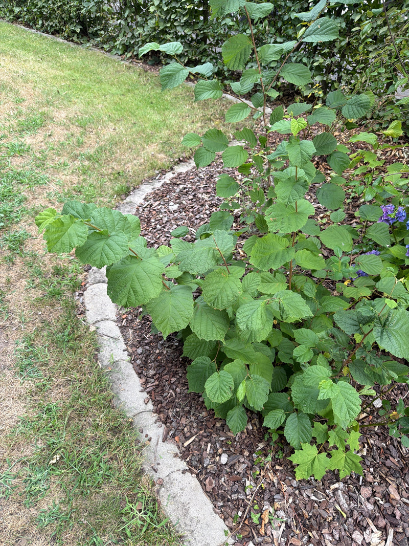 L'image montre un jeune buisson de noisettier avec de nombreuses feuilles vertes. La plante pousse dans un parterre de jardin avec du paillis d'écorce.