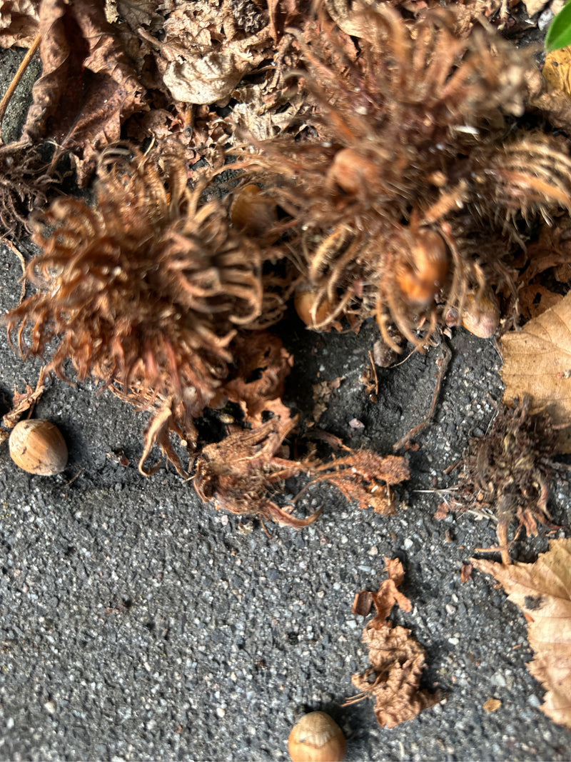 Plusieurs noisettes brunes reposent sur le sol avec leurs enveloppes frangées caractéristiques et des feuilles mortes. La prise de vue montre les fruits en v...