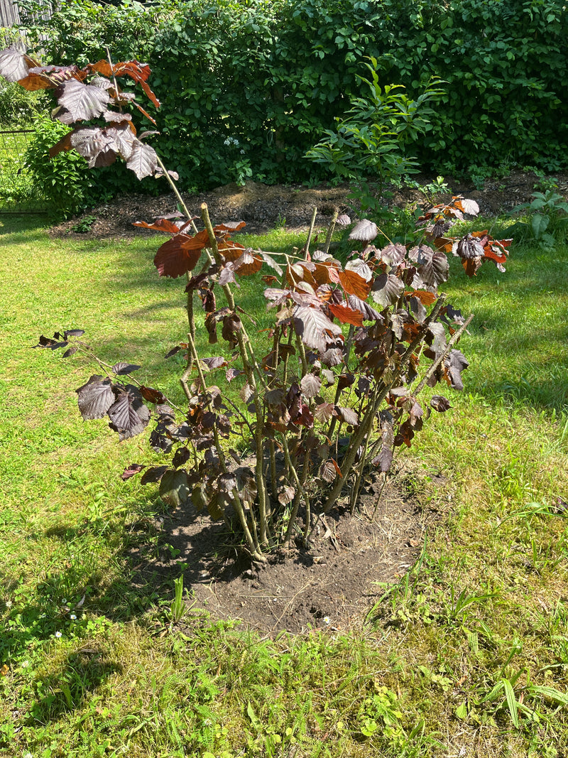 L'image montre un jeune noisettier aux feuilles brun-rouge se trouvant dans un jardin sur une pelouse.