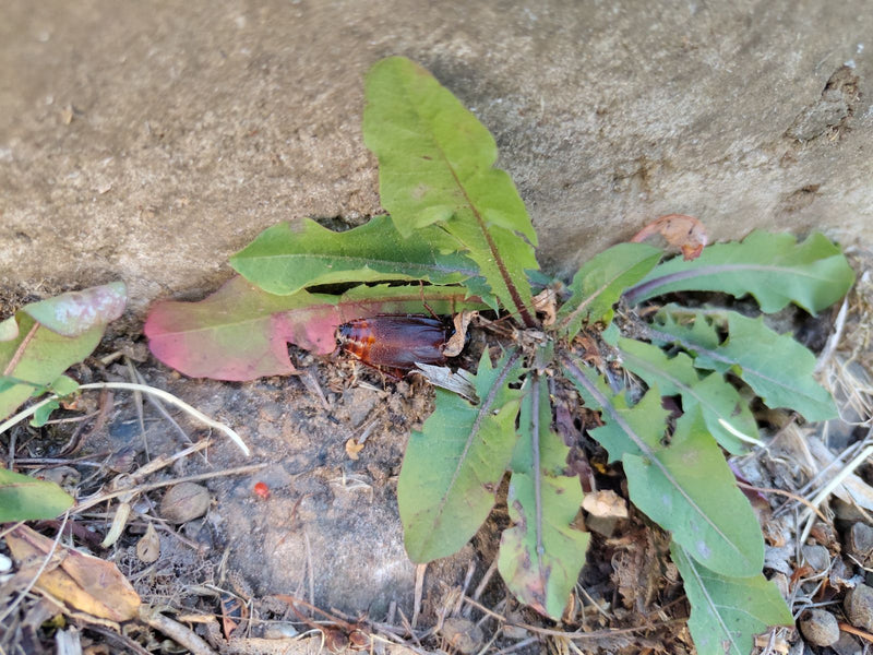 Une blatte orientale est cachée sous les feuilles vertes d'une plante sur le sol.