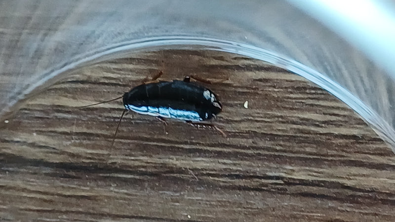On peut voir une nymphe sombre et brillante de la blatte orientale sur une surface en bois. L'insecte se trouve sous un récipient transparent.