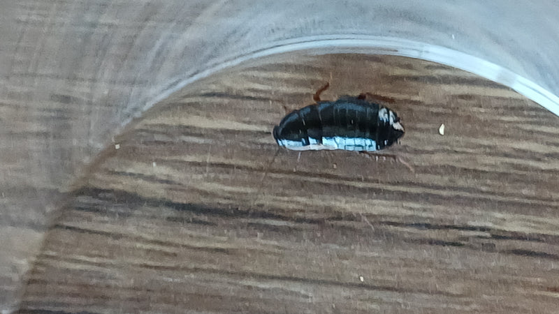 Une nymphe de blatte orientale est assise sur un sol en bois sous un verre. L'insecte montre sa structure corporelle sombre et brillante typique.
