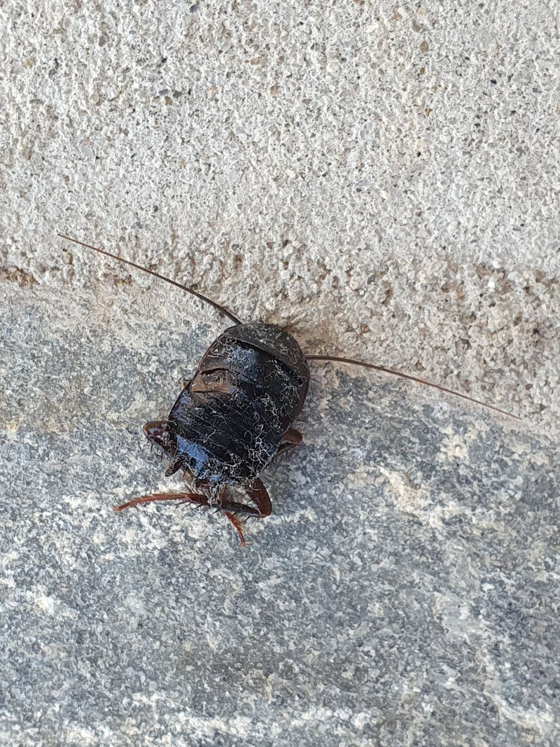 Une blatte orientale est photographiée du dessus sur un sol en pierre grise. La structure corporelle sombre et brillante ainsi que les longues antennes sont ...