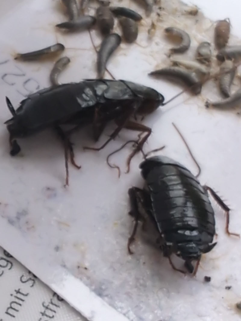 L'image montre deux cafards orientaux sombres et plusieurs oothèques sur une surface claire.