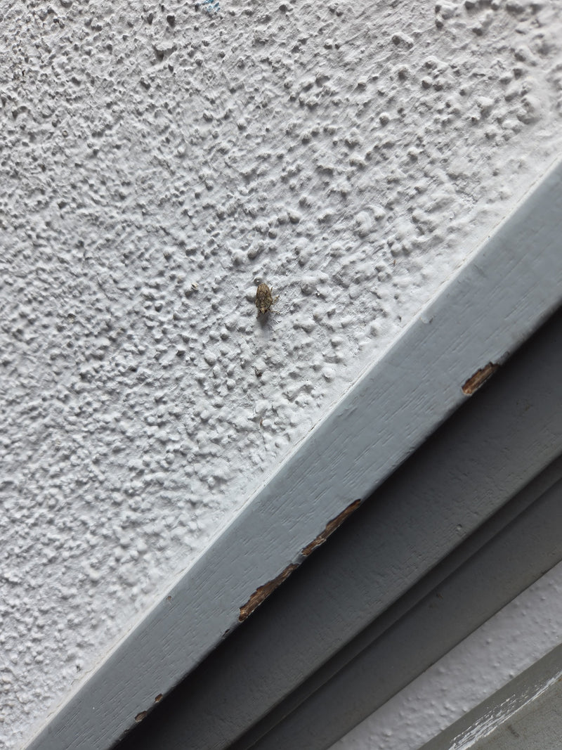Coléoptère commun — Bild 3