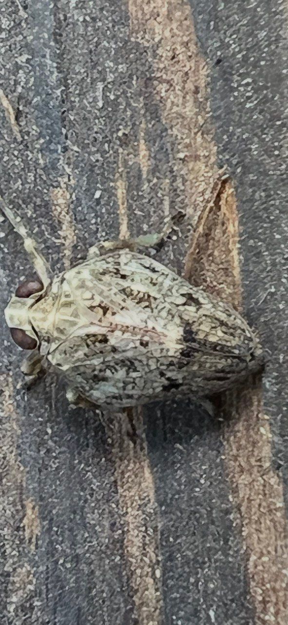 L'image montre un planthopper en gros plan sur une surface en bois texturée. L'insecte se repose bien camouflé sur le substrat.