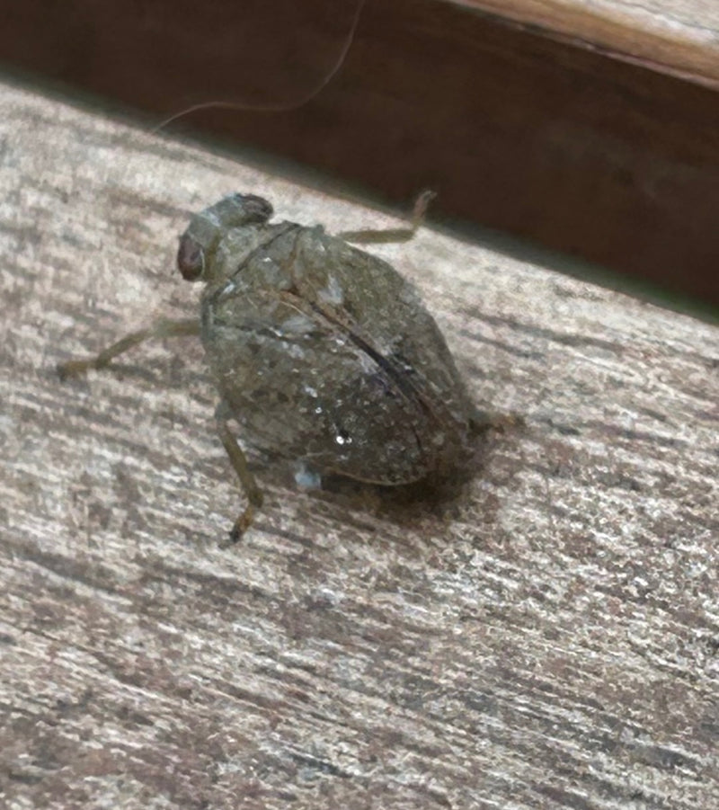 Une cicadelle est posée sur une surface en bois texturée. L'insecte est bien visible et au repos sur le support.