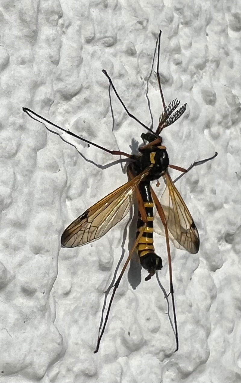 Cranefly à crête commune — Bild 1