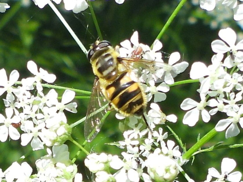 Hoverfly commun — Bild 1