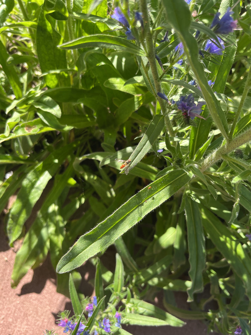Hoverfly commun à long ventre — Bild 1