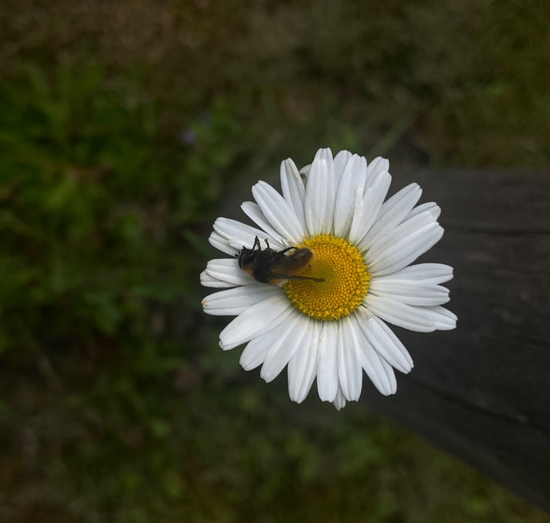 Hoverfly abeille — Bild 2