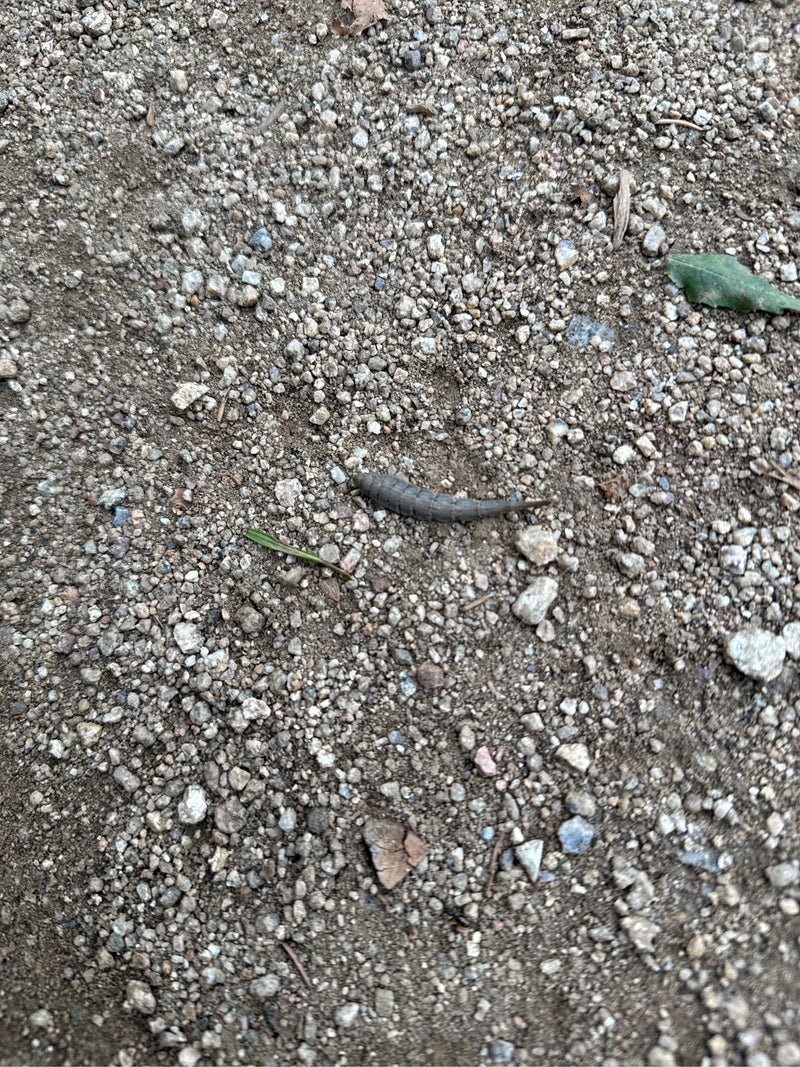 On peut voir une larve à queue de rat sur un sol pierreux. L'animal rampe lentement sur le substrat.