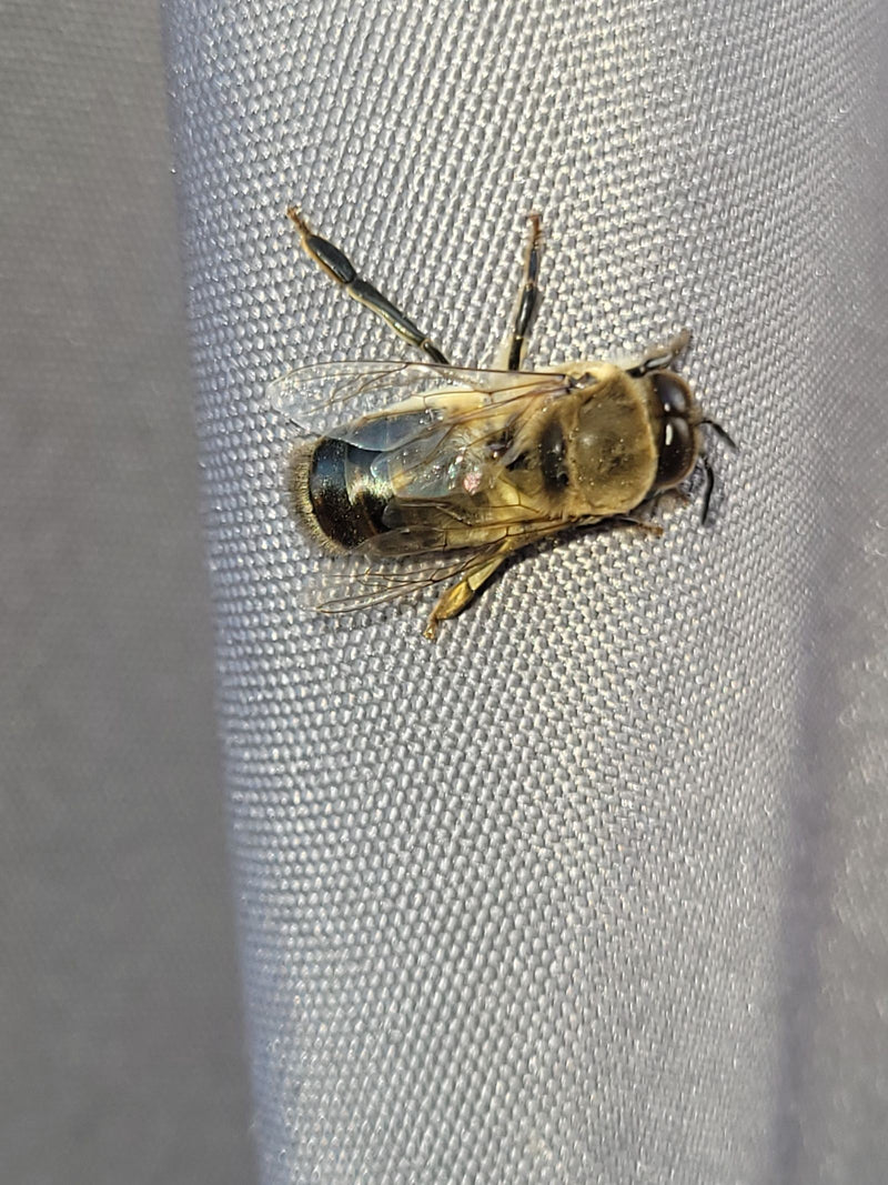 Hoverfly abeille — Bild 4